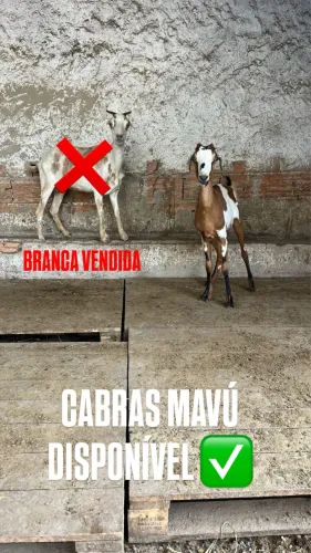 CABRA MAVU (ORELINHA)