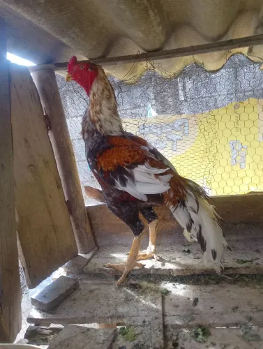 Vende se 2 galos reprodutores