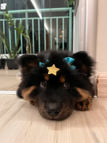 Filhote de Chow Chow Black and Tan à Venda