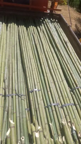 BAMBU PARA BANDEIRA