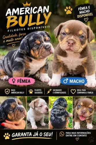 AMERICAN BULLY POCKET FÊMEA RARA | PEDIGREE | EXCELENTE LINHAGEM