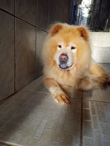 Cachorro 2 anos chow-chow