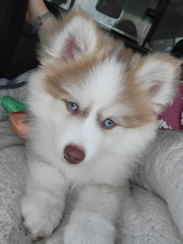 Filhotes de Husky Siberiano | Amor que dá gosto de ter.
