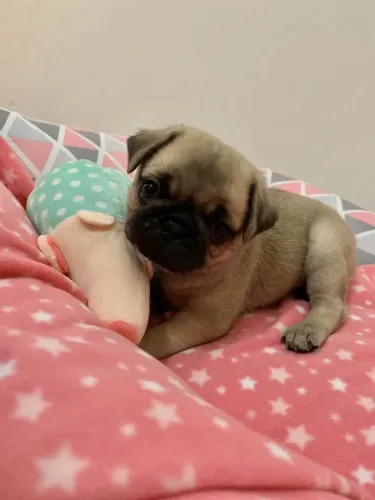 Pug Cãozinho para quem procura uma escolha de qualidade