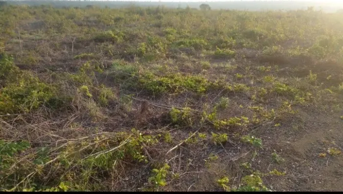 Fazenda 250 alqueires..planas boa pra agricultura...