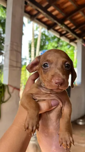 Machos Daschund filhotes