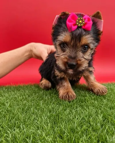 Yorkshire Fêmea com Jeitinho de Princesa