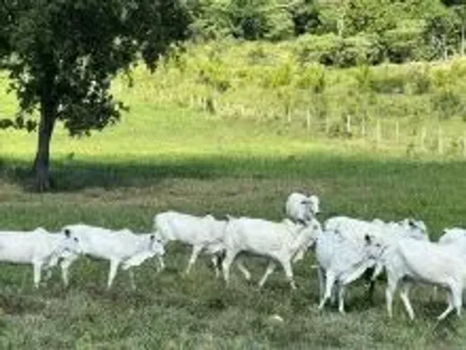 Fazenda de 1000ha, pronta pra criar, recriar e engordar. Acesso fácil 20km fora do asfalto