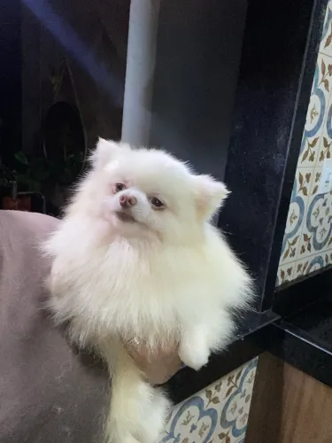 spitz alemão 
