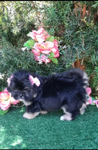 Linda Shih-tzu Já sendo educada a fazer xixi no tapetinho.