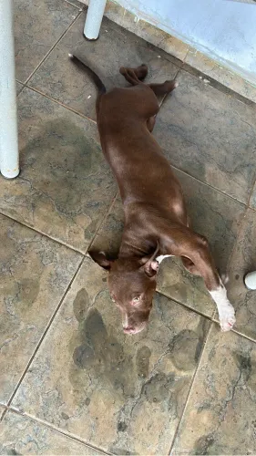 Cachorro pit bul