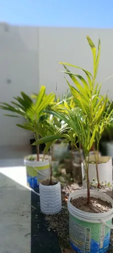 Plantas ornamental