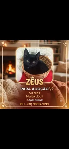 Gatinhos para adoçao