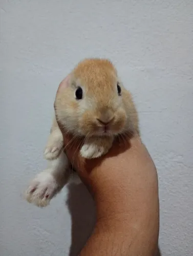 Coelho filhotes 