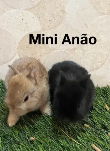 Coelhos Netherland