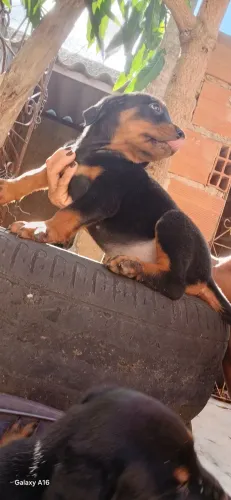 Vende_se filhotes de Rottweiler