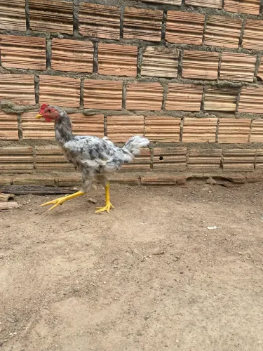 Vende-se franguinho caipira 