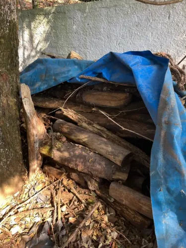 Lenha para fornos de pizzarias ou larreiras