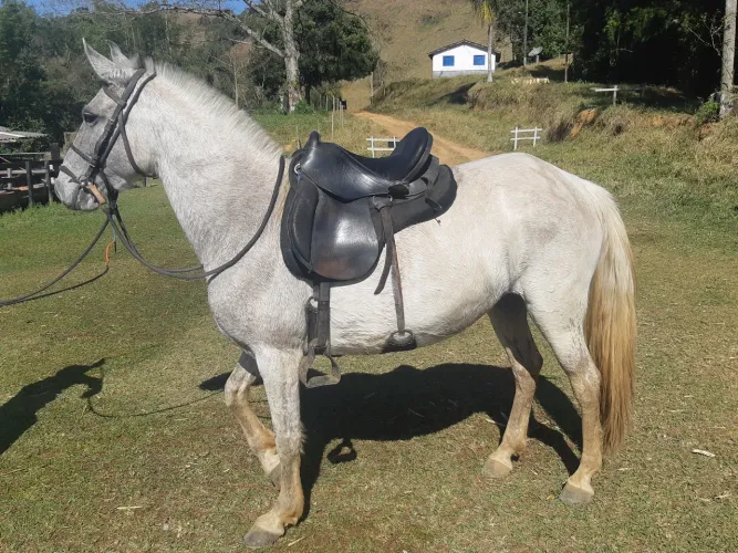 Égua / Máquina