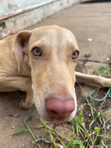 Cachorra para Doação
