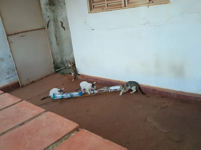 Gatinhos para doação responsável