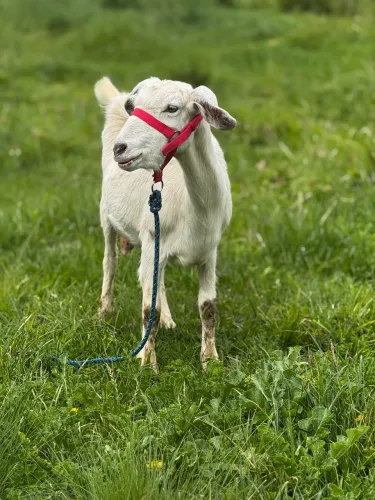 Cabra perto de criar / cabra leiteira/ cabrita próx de cria 