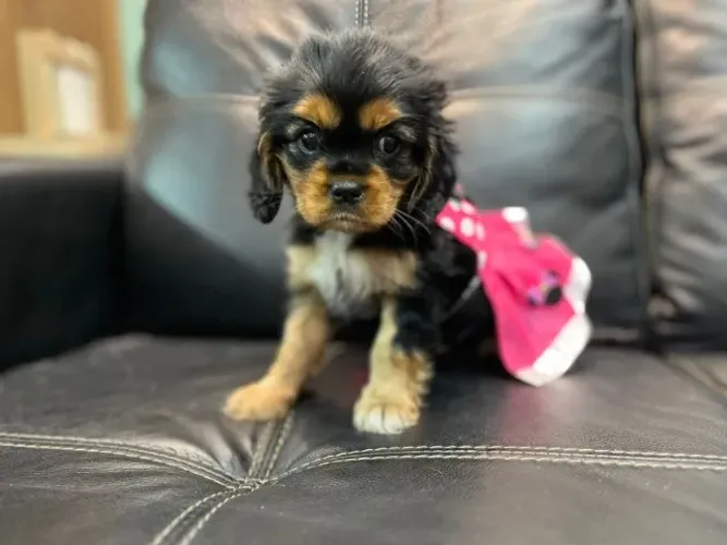  Cavalier King Spaniel Fêmea Pequena - Com microchip internacional