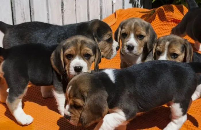 Ninhada de Beagle machinho e fêmeas filhotes com 57 dias vacinado e com pedigree