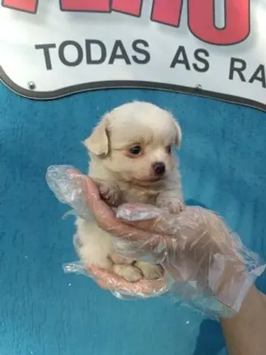 Chihuahua - Machinho com 50 dias de vida, disponível em loja física-Dani