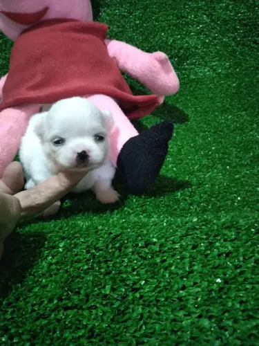 Chihuahua fêmea Pêlo longo branco neve para reserva. 