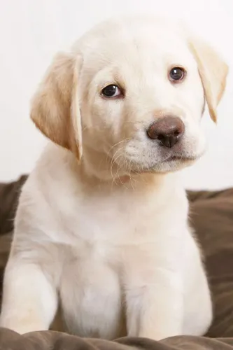 Labrador filhotes ? fofuchos em forma de carinho e 4 patas