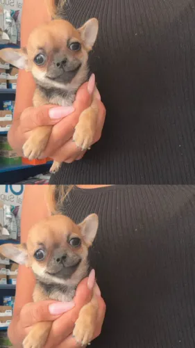 Chihuahua Micro, carinhoso e cheio de personalidade - Seu novo melhor amigo!
