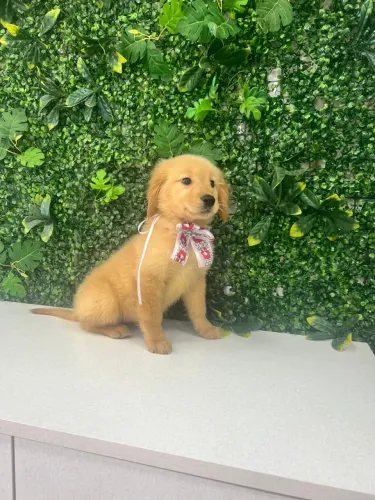Filhote Golden Retriever