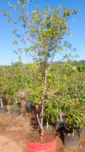 Mudas centenárias