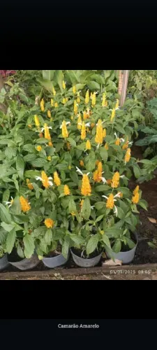Mudas de Camarão Amarelo
