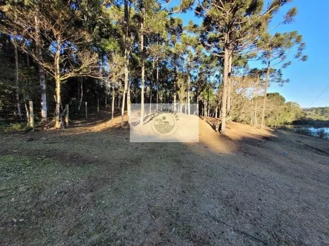 Sítio com 20.000 m², no Lageado, com riacho e lindas araucarias, 100 metros do asfalto