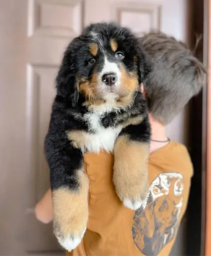 Filhotes de Bernese | Puro charme canino!