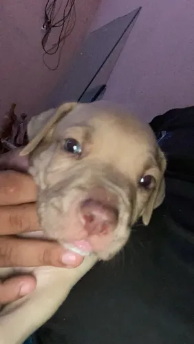 Pit bull