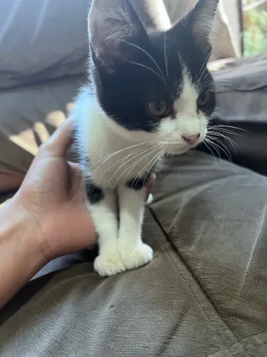 Doa-se filhote de gato 