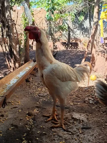 galo novo