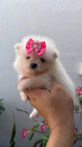 Spitz alemão anã fêmea
