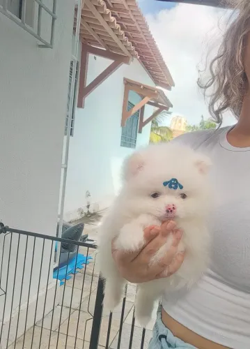 Macho Lulu da Pomerânia anão 