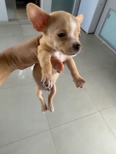 Vendo Pinsher macho tamanho 0