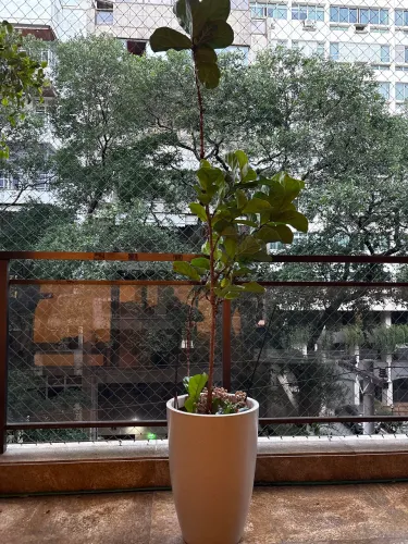 Vaso com ficus lyrata 2,0 m de altura 