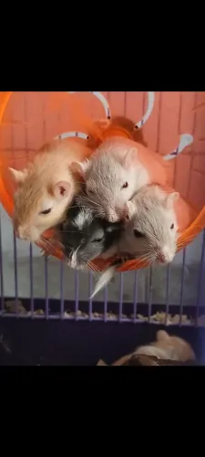Esquilo da mongolia Gerbil