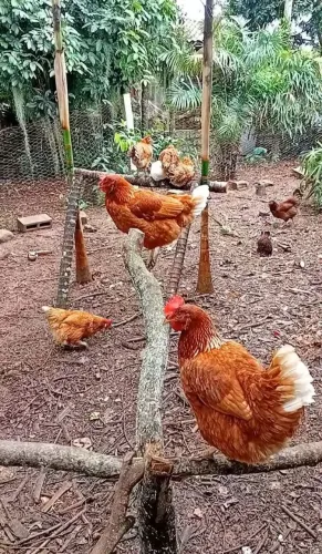Vendo Galinhas de postura.