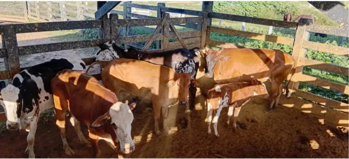 ajudante geral em sitio