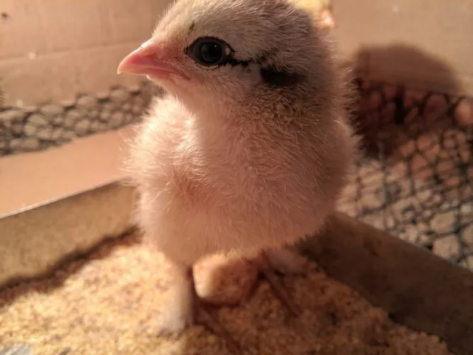 Pintinhos brahma