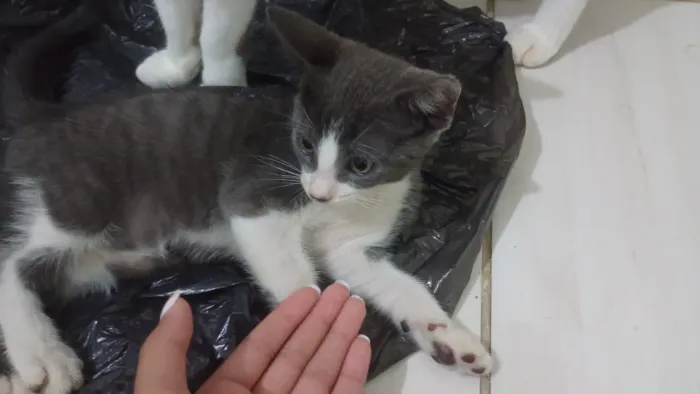 Gata para adoção 
