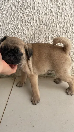 Filhotes de PUG